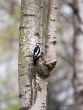 Woodpecker on a birch