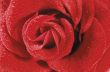 Red roses