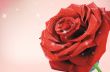 Red roses 1