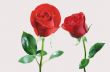 Red roses