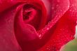 Beautiful Red Rose