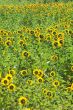 Sunflowers field