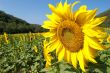 Sunflowers field