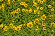 Hill of sunflowers