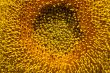 Close up of the sunflower pollen