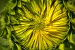 Close up of the sunflower bloom