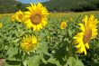 Sunflowers Family