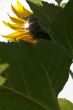 Sunflower bathing in sunlight