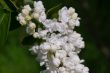 White lilac
