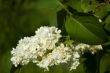 White lilac