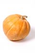 Colorful  pumpkin on the white background