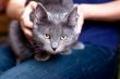 grey cat