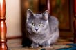 grey cat