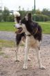 Husky in the park
