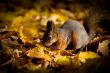 squirrel
