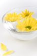 yellow flowers