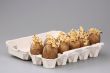 The sprouted tubers of a potato