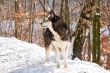 Crossbreed Huskey Malamut in the snow