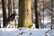 Crossbreed Huskey Malamut in the snow looking aside