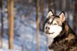 Crossbreed Huskey Malamut in the snow looking behind