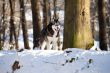 Crossbreed Huskey Malamut in the snow on guard