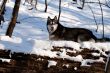 Crossbreed Huskey Malamut in the snow on a fallen tree