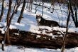 Crossbreed Huskey Malamut in the snow laying down