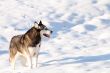 Crossbreed Huskey Malamut in a field of snow