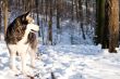 Crossbreed Huskey Malamut in the snow watching