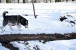 Crossbreed Huskey Malamut in the snow sniffing