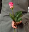 Surprise Rose