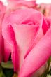 Macro Rose