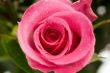 Single Rose