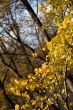 Autumn leaves