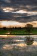 Dramatic Scene of The Ricefield