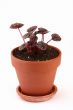 Peperomia caperata