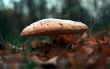 A fly agaric at autumn