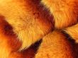 Fur of a fox