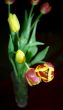 Bouquet of tulips