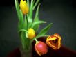 Four tulips on dark background