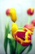 Red-yellow tulip on soft background