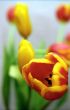 Tulip soft background