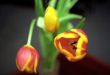 Tulips on dark background