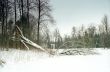Broken tree