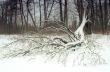 Broken tree in winter park
