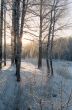 January day in the forest