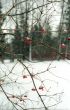 Red berries on winter trees background