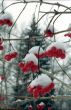 Red winter berries