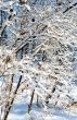 Winter background