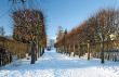 Lines of winter trees